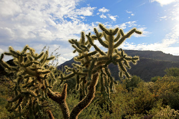 Fototapeta premium Chain Fruit Cholla cactus in Organ Pipe Cactus National Monument, Ajo, Arizona USA