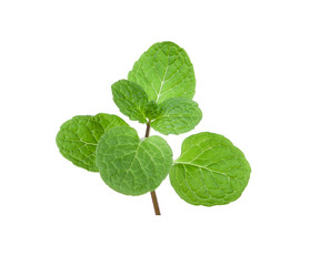 Fototapeta na wymiar mint leaves isolated on white background