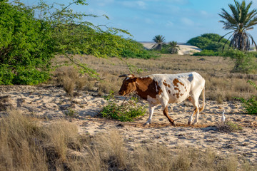 Cattle egret and cow