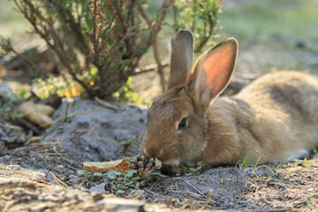 Fototapeta premium Wild brown rabbit lies on the ground and sniffs the cone close-up