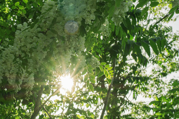 tree of flowering white acacia with green leaves with sun rays in the spring day