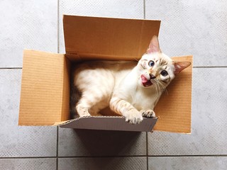 gatto nella scatola si lecca i baffi