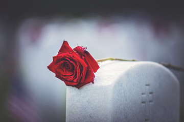 grave rose