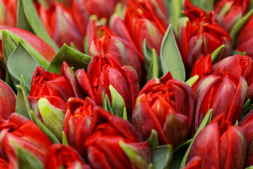 Naklejka premium Kwiaty, czerwone tulipany, tło, pocztówka, walentynki, dzień kobiet