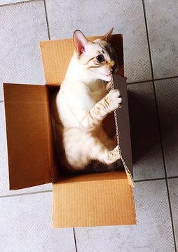 gattino gioca nella scatola