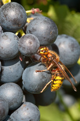 Wespe auf Weintrauben