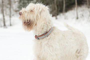 White young wire-haired dog of spinone italiano breed poses over a snowy winter background