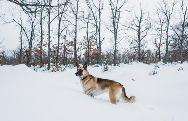 Dog playing in the snow
