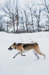 Fototapeta na wymiar Dog playing in the snow
