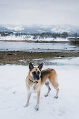 Dog playing in the snow