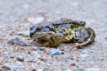 Springfrosch im Herbst