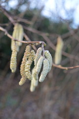 Catkins