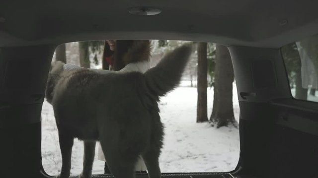 silhouette of cute siberian husky dog in the car with tender happy smiling girl friend