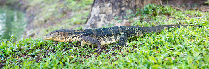 Water monitor in grass field