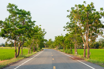 Fototapeta na wymiar Road way in center of rice field tree and blue sky . travel ; summer
