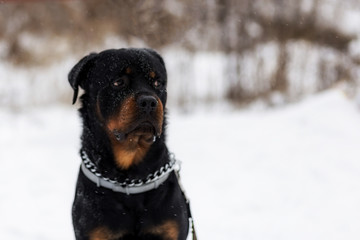 Fototapeta premium Rottweiler on a walk in winter