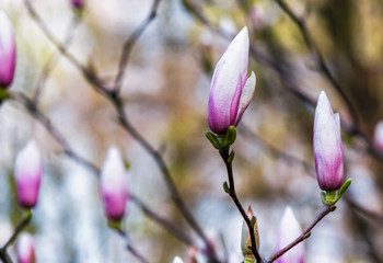 Beautiful springtime closeup background. Magnolia flower blossom in garden