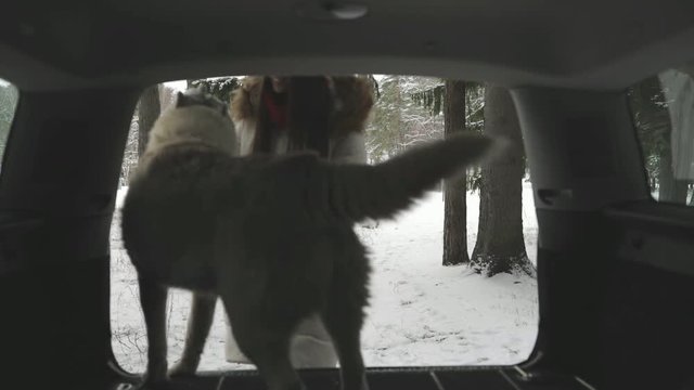 silhouette of cute siberian husky dog in the car trunk, pet is playing with cute young woman, looking out. Snowy cold winter park is background