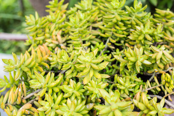  Home and garden decoration with cactus.