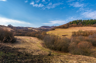 spruce forest on top of a hill in springtime