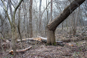 Broken tree in the forest