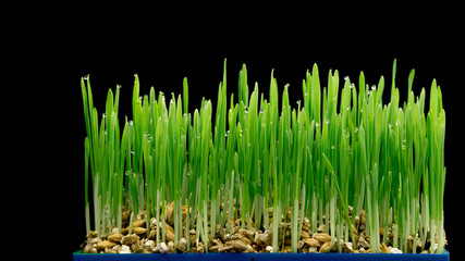 Fototapeta na wymiar Fresh wheat grass on white Growing grass isolated