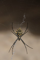 Underneath of orb weaver spider