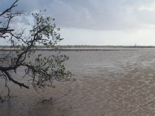 Langue mit Mangroven und Flamingos in Santa Lucia, Kuba, Karibik 
