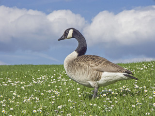 Kanadagans auf Wiese mit Gänseblümchen