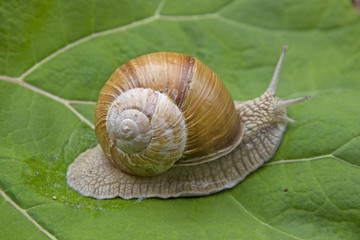 Weinbergschnecke unterwegs ins Grüne