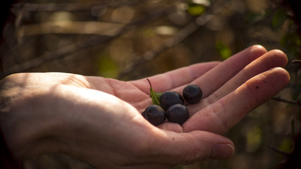 Sloe Berries in Hands