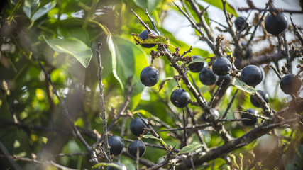 Sloe Berries on Bush