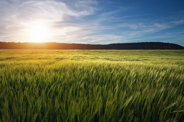 Obraz premium Field of wheat in the morning. Composition of nature