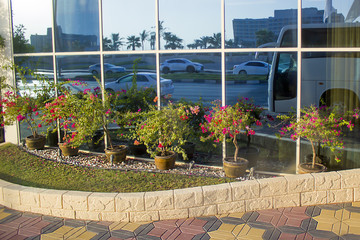 Flowering plants in pots in summer on the street in front of the facade of the building in the city. Landscaping and landscape design concepts. Multicolored sidewalk tiles near the window building