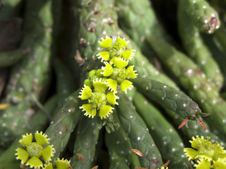 Euphorbia Pugniformis