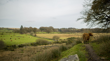 Brown Cow in Field