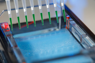 loading amplified DNA samples to agarose gel with multichannel pipette