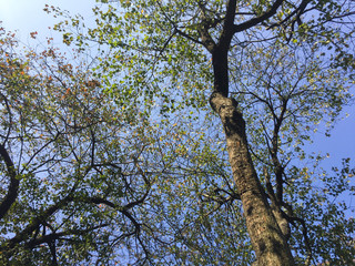 Sky Through the Trees