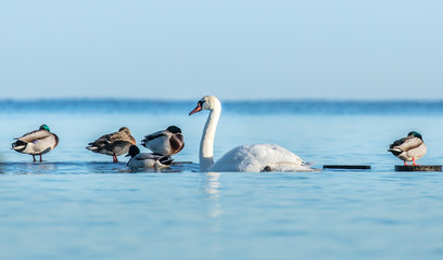 Fototapeta premium wildvögel auf der ostsee