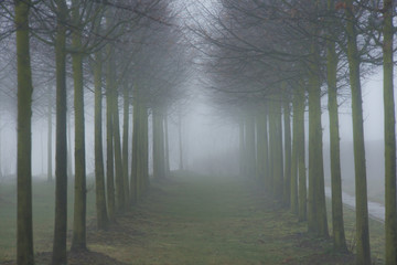 Naklejka premium Nebelwald