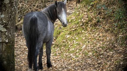 Grey Horse Pony Face in Woodland Dorset