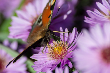 Schmetterling Pfauenauge 
