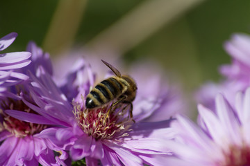 Biene lila Blume