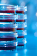 Petri dishes in blue light material. Laboratory concept.