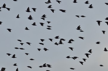 Common Starling (Sturnus vulgaris), Greece