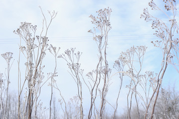 Hoarfrost on dry high grass. Frost covered grass or wild flowers. Winter background.