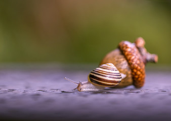 Snail and nut.The snail creeps away from a big acorn.