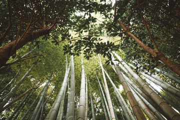 Bamboo trees in woods