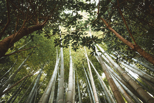 Bamboo trees in woods