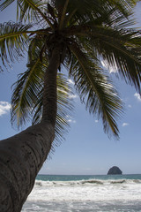 Palm tree Martinique